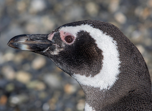Magellanic penguin (Spheniscus magellanicus)