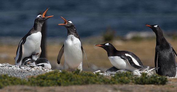 Long-tailed gentoo penguin (Pygoscelis papua)