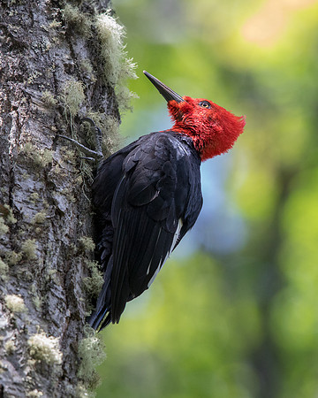Magellanic woodpecker (Campephilus magellanicus) Male