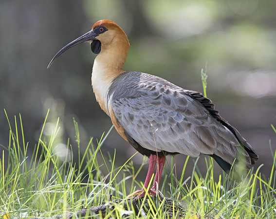 Black-faced ibis (Theristicus melanopis)