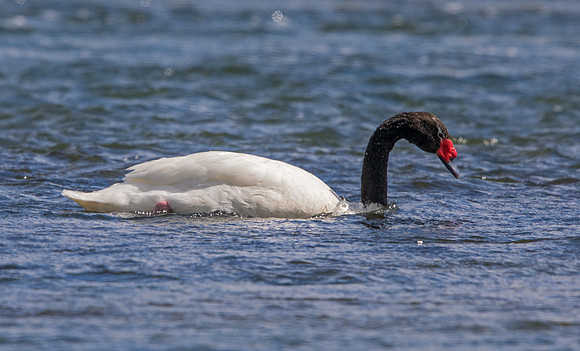 Black-necked swan (Cygnus melancoryphus)