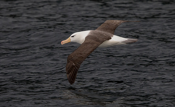 Black-browed albatross (Thalassarche melanophris)