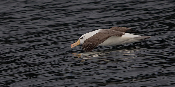 Black-browed albatross (Thalassarche melanophris)