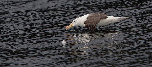 Black-browed albatross (Thalassarche melanophris)
