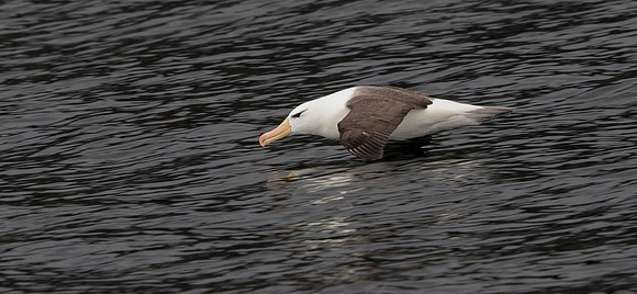 Black-browed albatross (Thalassarche melanophris)