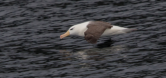 Black-browed albatross (Thalassarche melanophris)