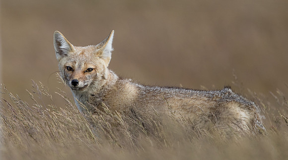 South American gray fox (Lycalopex griseus)