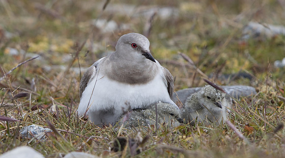 Magellanic Plover (Pluvianellus socialis)