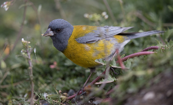 Patagonian Sierra-Finch (Phrygilus patagonicus)