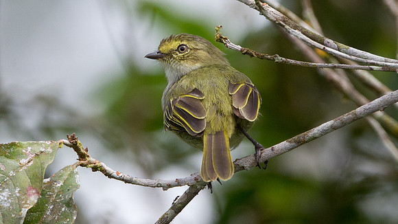 Golden-faced Tyrannulet, Choco (Zimmerius chrysops)