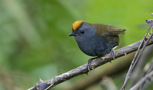 Wrenthrush (Zeledonia coronata)