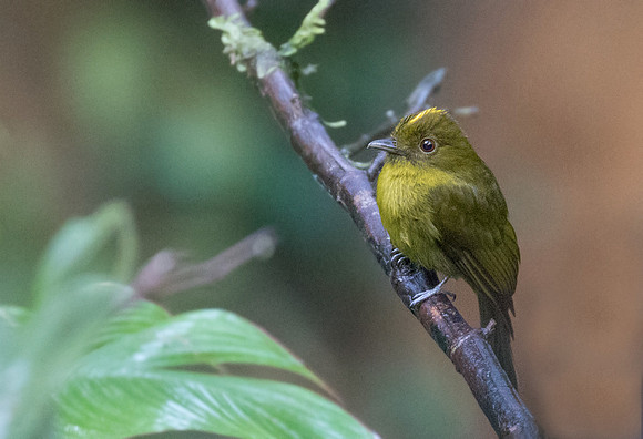 Sapayoa (Sapayoa aenigma)