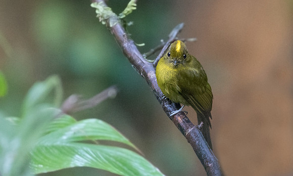 Sapayoa (Sapayoa aenigma)