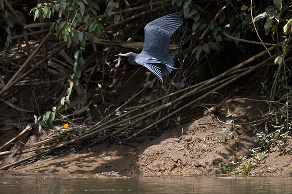 Little Blue Heron (Egretta caerulea)
