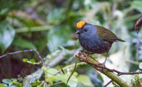 Wrenthrush (Zeledonia coronata)