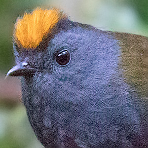 Wrenthrush (Zeledonia coronata)
