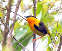 Orange-collared manakin (Manacus aurantiacus)