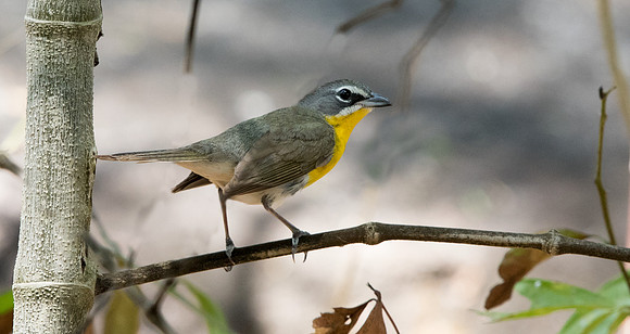 Yellow-breasted chat (Icteria virens)