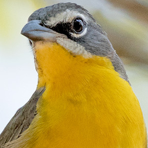 Yellow-breasted chat (Icteria virens)