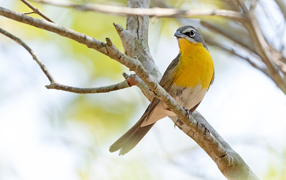 Yellow-breasted chat (Icteria virens)