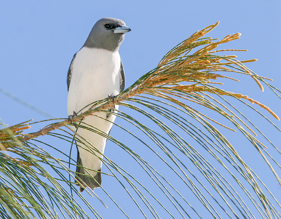 White-breasted woodswallow (Artamus leucorynchus)