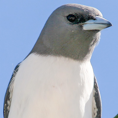White-breasted woodswallow (Artamus leucorynchus)