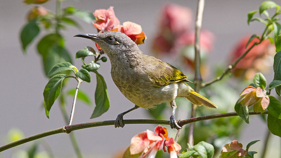 Brown Honeyeater (Lichmera indistincta)
