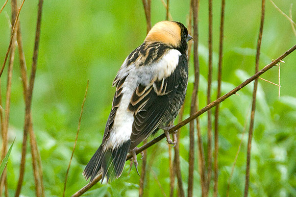 Bobolink (Dolichonyx oryzivorus)