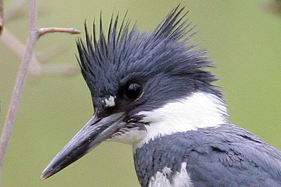Belted Kingfisher (Megaceryle alcyon)