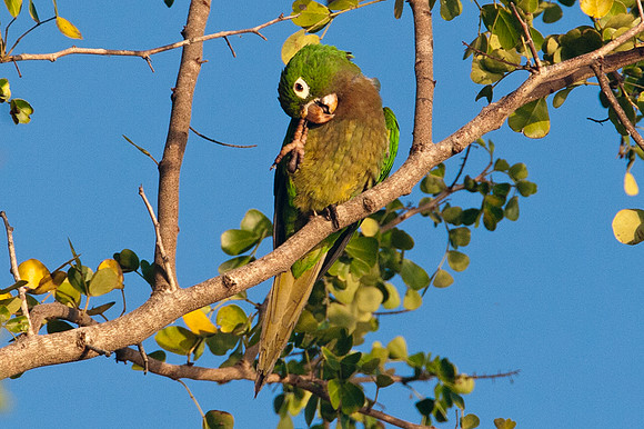 Olive-throated Parakeet (Aratinga nana)