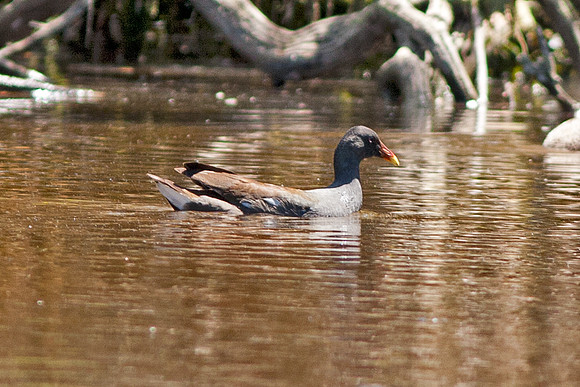 Common Moorhen (Gallinula chloropus)