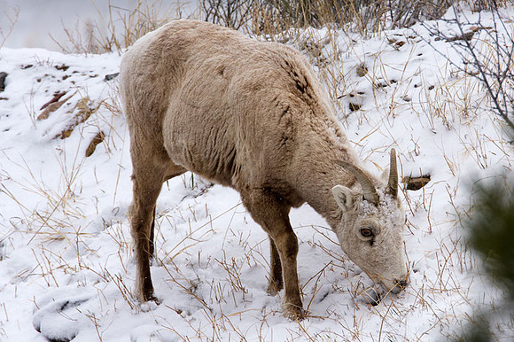 Colorado goat