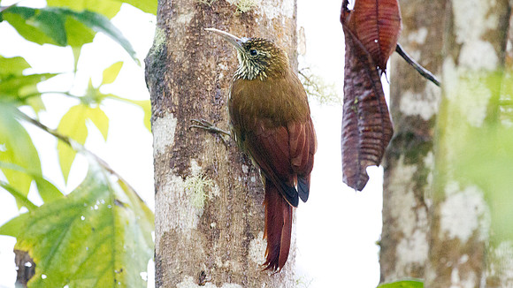 Montane Woodcreeper (Lepidocolaptes lacrymiger)
