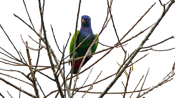 Blue-headed Parrot (Pionus menstruus)