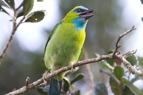 Golden-naped Barbet (Megalaima pulcherrima)
