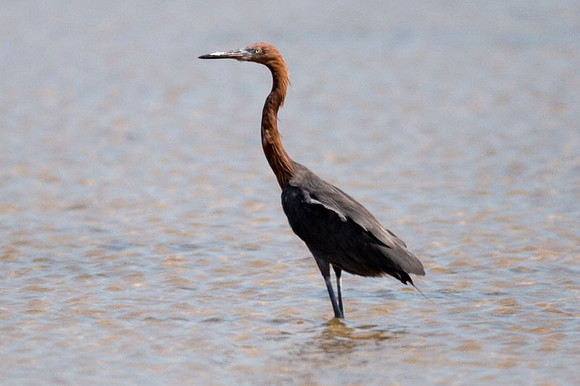 Reddish Egret (Egretta rufescens)