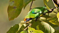Blue-winged leafbird (Chloropsis cochinchinensis)