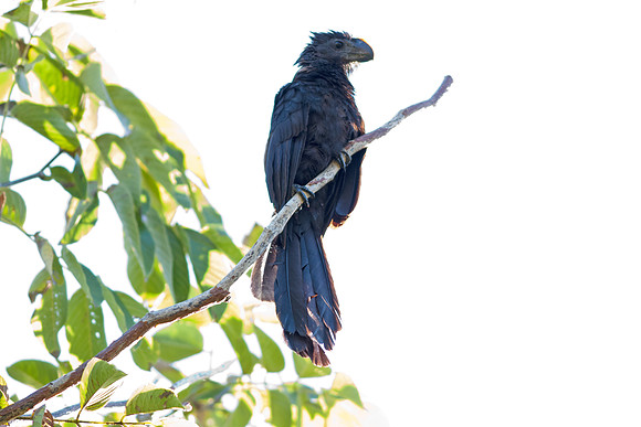 Smooth-billed Ani (Crotophaga ani)
