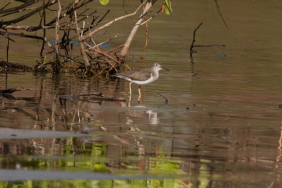 Spotted Sandpiper (Actitis macularia)