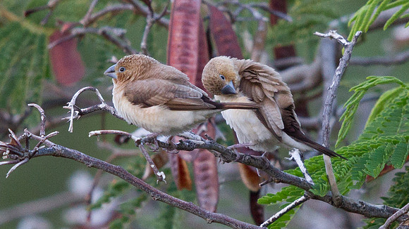 African Silverbill (Lonchura cantans)