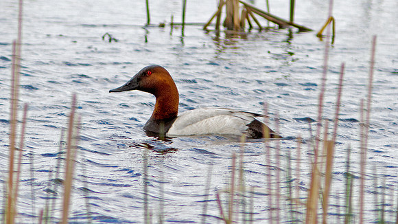 Canvasback (Aythya valisineria) male