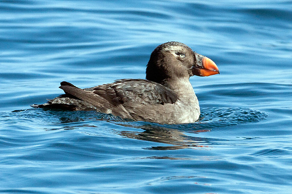 Tufted Puffin (Fratercula cirrhata)