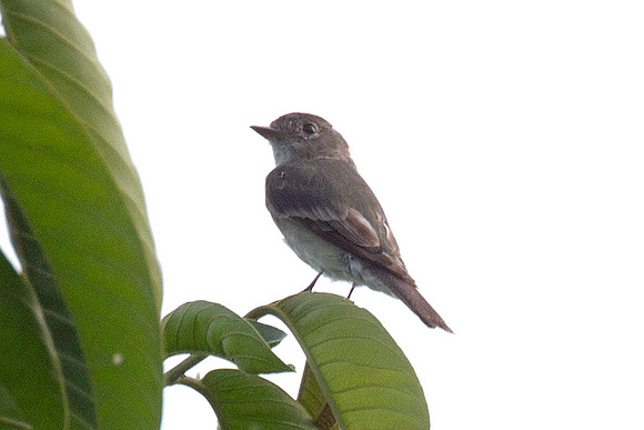 Eastern Wood Pewee (Contopus virens)