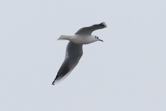 Black-headed Gull (Larus Ridibundus)