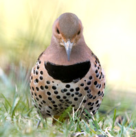 Northern flicker (Colaptes auratus) Female