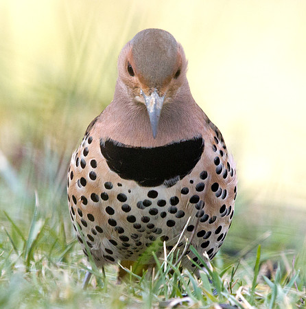 Northern flicker (Colaptes auratus) Female