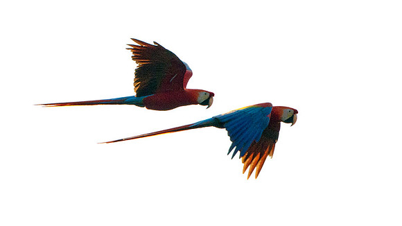 Scarlet Macaw (Ara macao)