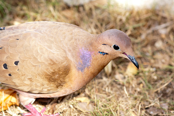 Zenaida Dove (Zenaida aurita)