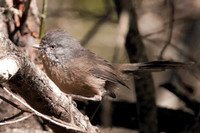 Wrentit (Chamaea fasciata)