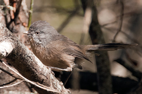 Wrentit (Chamaea fasciata)